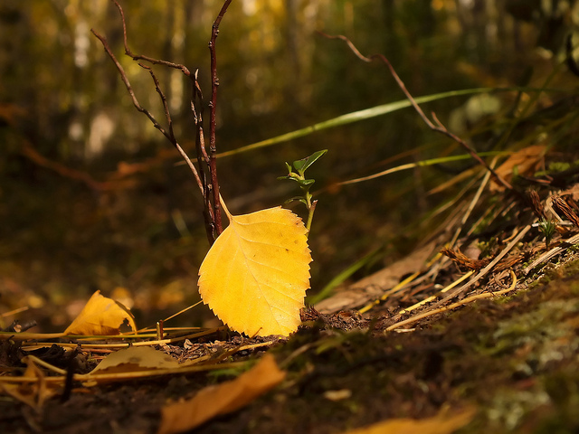 autumn fall leaf