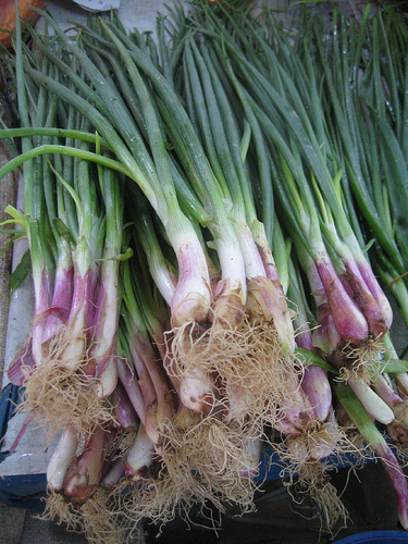 spring onion