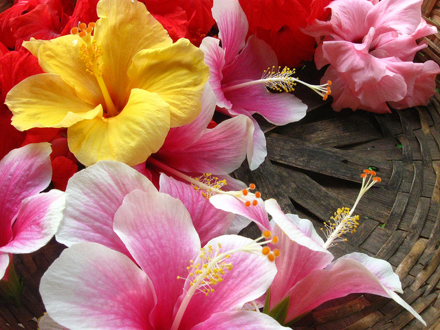 Hibiscus Flowers