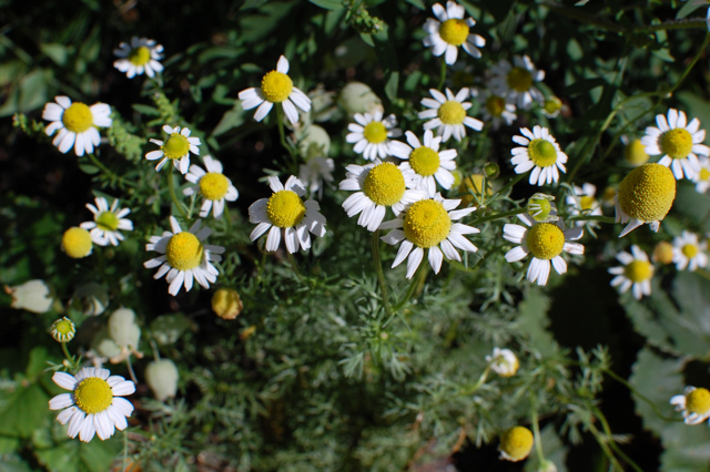 chamomile