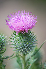 wild thistle