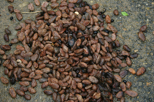 cocoa beans