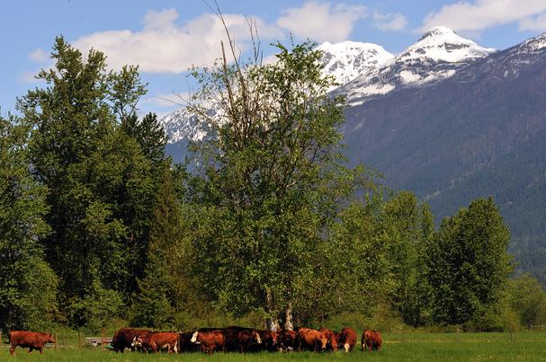 Pemberton Meadows Beef