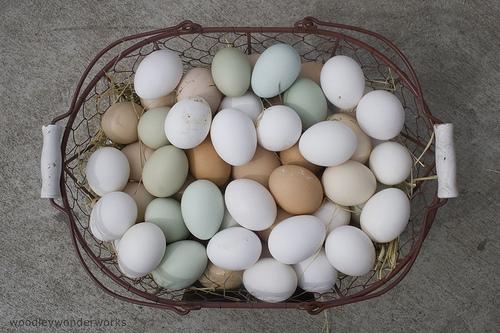 eggs