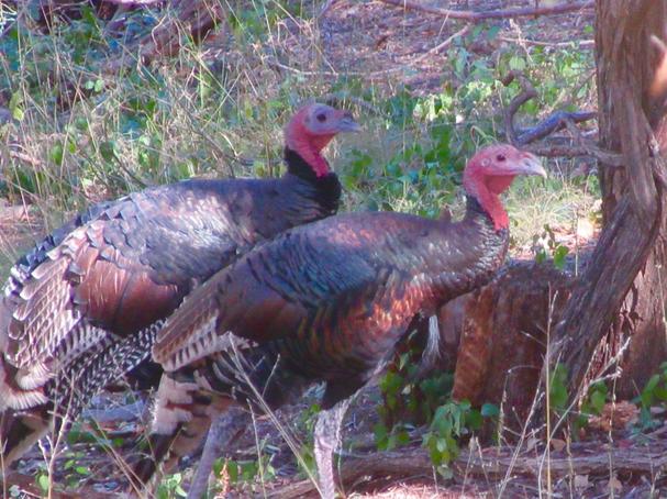 Peacocks