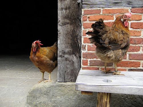 chickens "urban chickens"