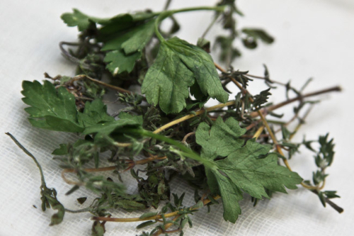 herb bundle