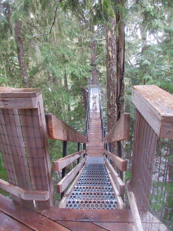 Ziptrek Ecotours suspension bridge