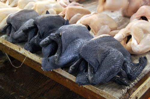 black chicken bantam silkie silky