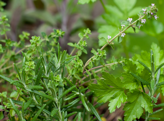 Fresh Herbs