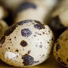 Quail Egg