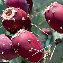 Cactus Pear