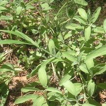 Sage