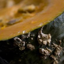 Kabocha