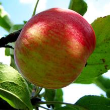 Gala Apples