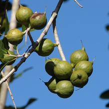 Macadamia