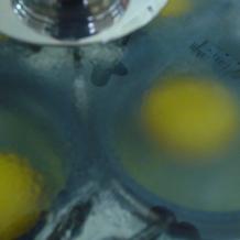 Egg Poacher