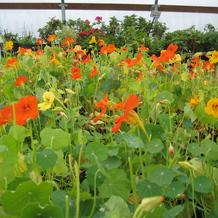 Nasturtium