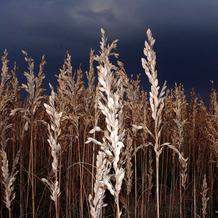 Oats
