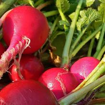 Radishes