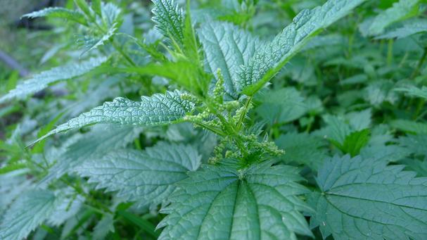 Stinging nettles