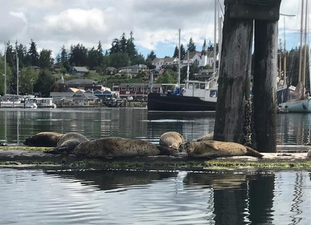 Seals in Liberty Bay Marina Poulsbo